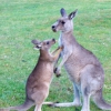 Zdjęcie z Australii - Dalbym ci buzi...