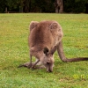 Zdjęcie z Australii - Jaka dobra trawka!