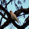 Zdjęcie z Australii - Corella