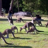 Zdjęcie z Australii - Kangurze sniadanie :)