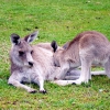 Zdjęcie z Australii - Mlody kangurek...