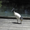 Zdjęcie z Australii - ibis