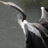 Zdjęcie z Australii - kormoran