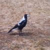 Zdjęcie z Australii - magpie, czyli...