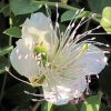 Zdjęcie z Turcji - Flora Turcji.