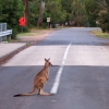 Zdjęcie z Australii - Ide albo nie ide...