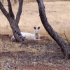 Zdjęcie z Australii - Kangur albinos...