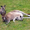 Zdjęcie z Australii - Nie ma jak u mamy!