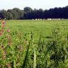 Zdjęcie z Holandii - Park miejski - Haga.