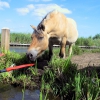 Zdjęcie z Holandii - Konie z Giethoorn.