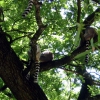 Zdjęcie z Holandii - Małpie ZOO Apenheul.