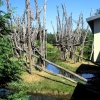 Zdjęcie z Holandii - Apenheul ZOO.