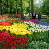 Zdjęcie z Holandii - Ogród Keukenhof.