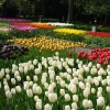 Zdjęcie z Holandii - Ogród Keukenhof.