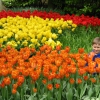 Zdjęcie z Holandii - Ogród Keukenhof.