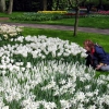 Zdjęcie z Holandii - Ogród Keukenhof.