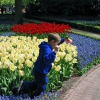 Zdjęcie z Holandii - Ogród Keukenhof.