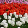 Zdjęcie z Holandii - Ogród Keukenhof.