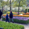 Zdjęcie z Holandii - Ogród Keukenhof.