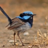 Zdjęcie z Australii - Malutki ptaszek blue wren