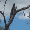 Zdjęcie z Australii - Jaszczur na galezi
