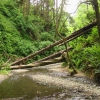 Zdjęcie ze Stanów Zjednoczonych - Fern Canyon.