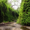 Zdjęcie ze Stanów Zjednoczonych - Fern Canyon.