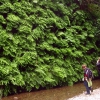 Zdjęcie ze Stanów Zjednoczonych - Fern Canyon.