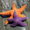 Zdjęcie ze Stanów Zjednoczonych - Gwiazdy z Enderts Beach.