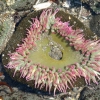 Zdjęcie ze Stanów Zjednoczonych - Morski anemon.