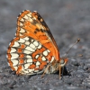 Zdjęcie ze Stanów Zjednoczonych - Lava Beds i motyl.