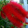 Zdjęcie z Australii - Kuflik czyli bottlebrush