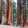 Zdjęcie ze Stanów Zjednoczonych - Sequoia NP.