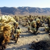 Zdjęcie ze Stanów Zjednoczonych - Cholla garden.
