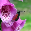 Zdjęcie z Polski - Flora i fauna G. Suchych.