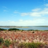 Zdjęcie z Australii - Slone jezioro Coorong...