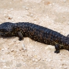 Zdjęcie z Australii - Sleeping lizard