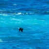 Zdjęcie z Australii - Kormoran w locie