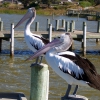 Zdjęcie z Australii - Majestatyczne pelikany...
