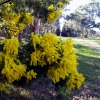 Zdjęcie z Australii - Australijska flora