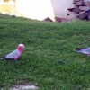 Zdjęcie z Australii - Para papug galah