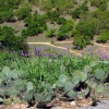 Zdjęcie ze Stanów Zjednoczonych - Enchanted Rock NRA