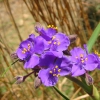 Zdjęcie ze Stanów Zjednoczonych - Enchanted Rock - flora