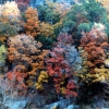 Zdjęcie ze Stanów Zjednoczonych - Lost Maples SP.