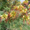 Zdjęcie z Turcji - i miejscowa flora