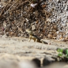 Zdjęcie z Turcji - miejscowa fauna