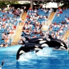 Zdjęcie ze Stanów Zjednoczonych - Seaworld San Antonio.