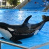 Zdjęcie ze Stanów Zjednoczonych - Shamu Show.