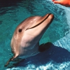 Zdjęcie ze Stanów Zjednoczonych - Seaworld dolphin.