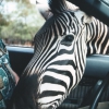 Zdjęcie ze Stanów Zjednoczonych - Safari własnym autem... 
